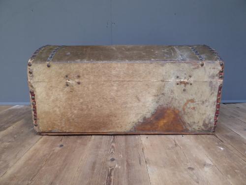Early Pony Skin Trunk