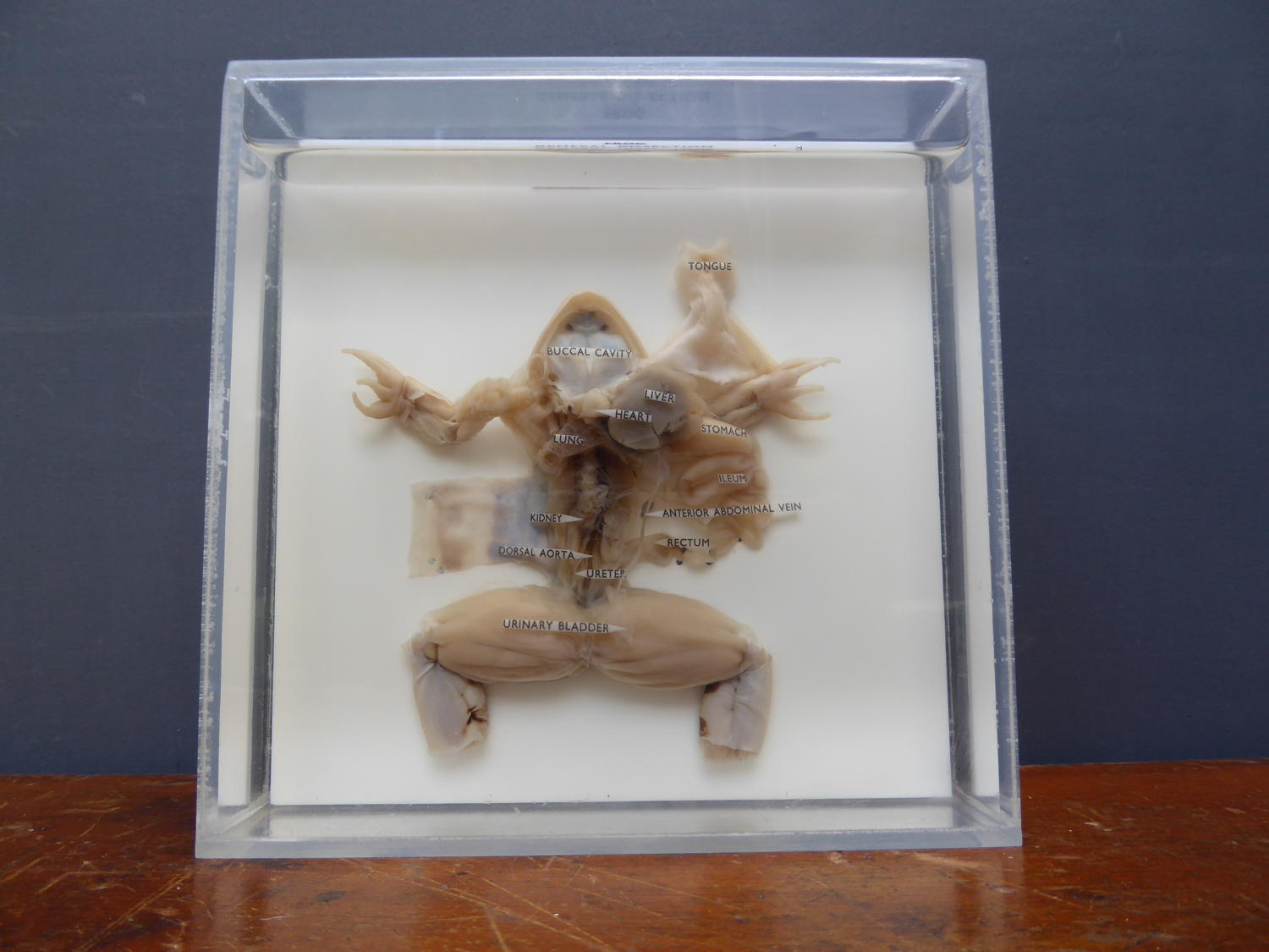 Laboratory Wet Specimen Frog