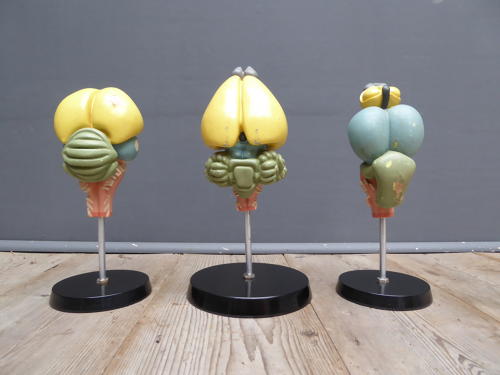 Anatomical Brain Models
