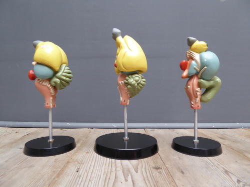Anatomical Brain Models