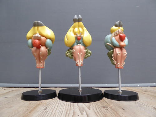 Anatomical Brain Models