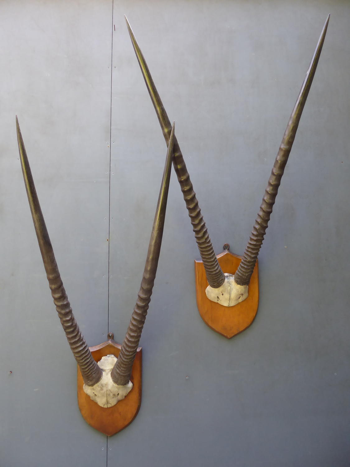 Pair Of Taxidermy Oryx Horns