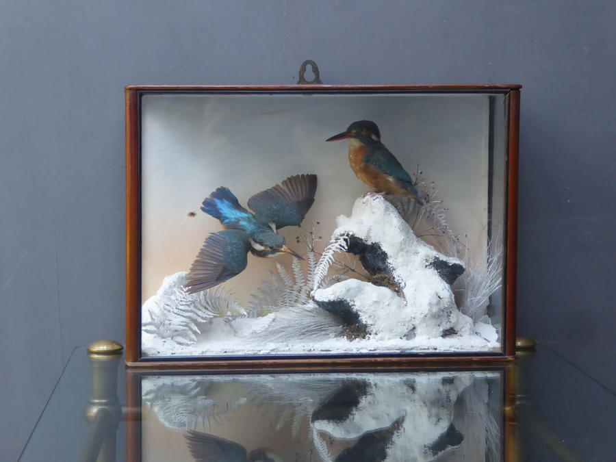 Kingfishers In Winter