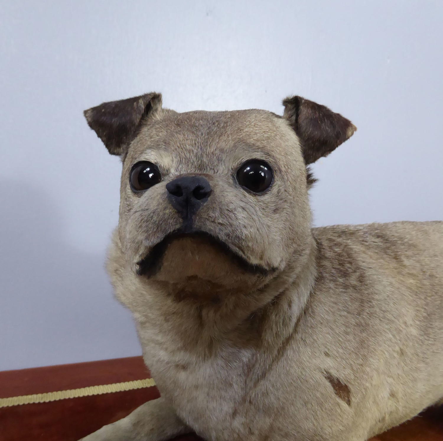 Victorian Taxidermy Pug