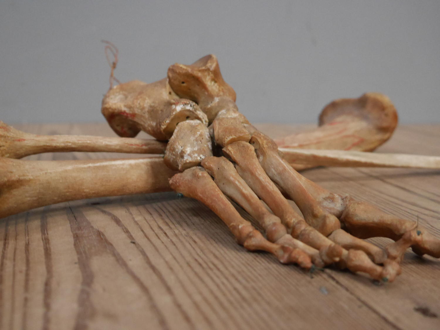 Articulated Human Foot