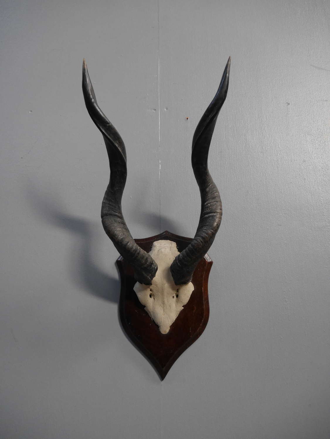 Rowland Ward Taxidermy Kudu Horns