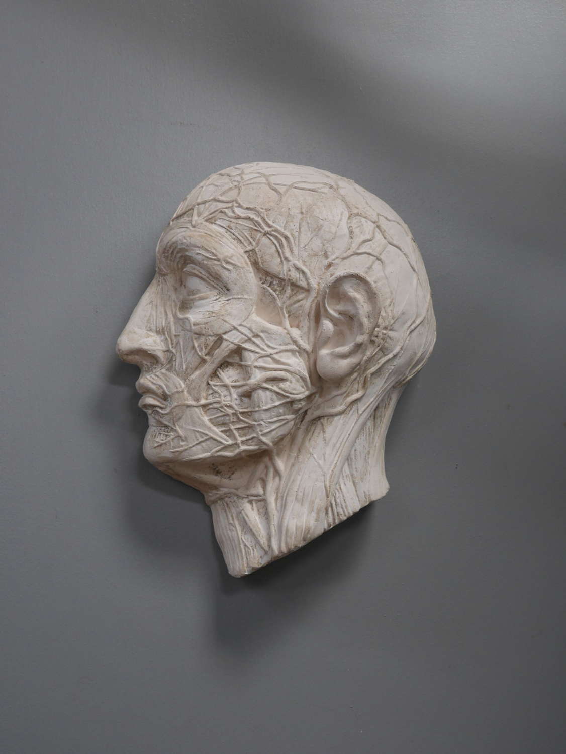 Plaster Anatomical Head ~ The Nervous System