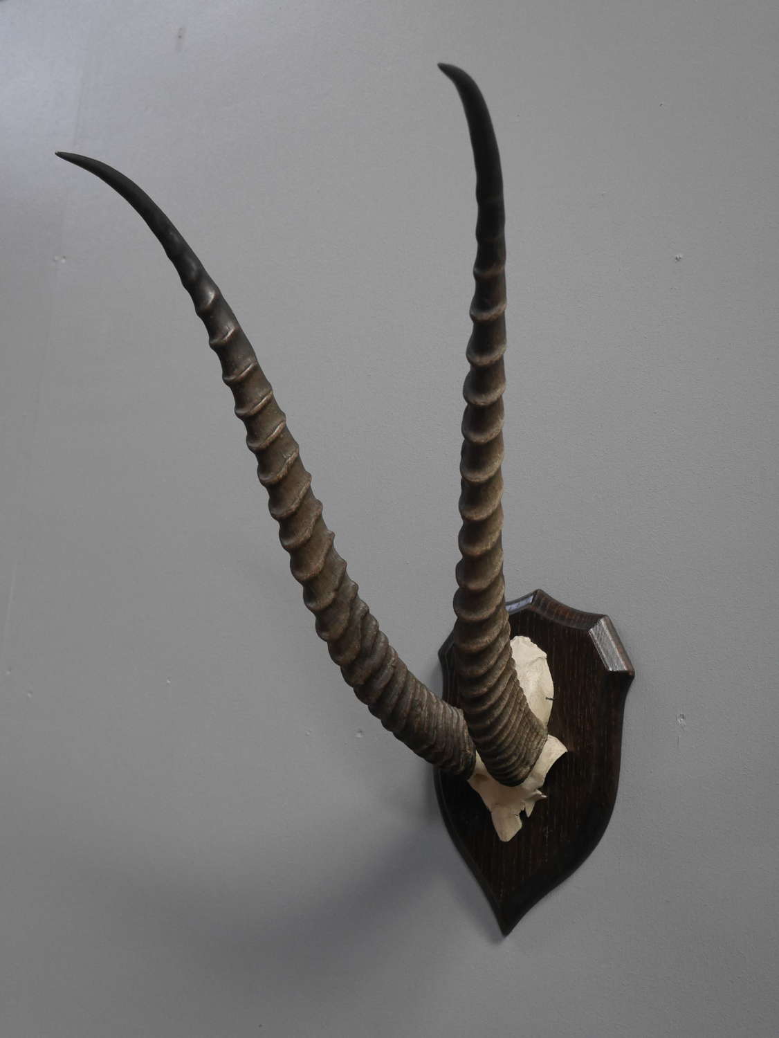Rowland Ward Taxidermy Gazelle Horns