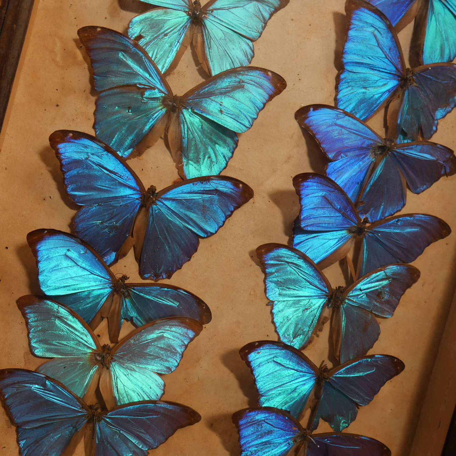 Morpho Butterflies c1927