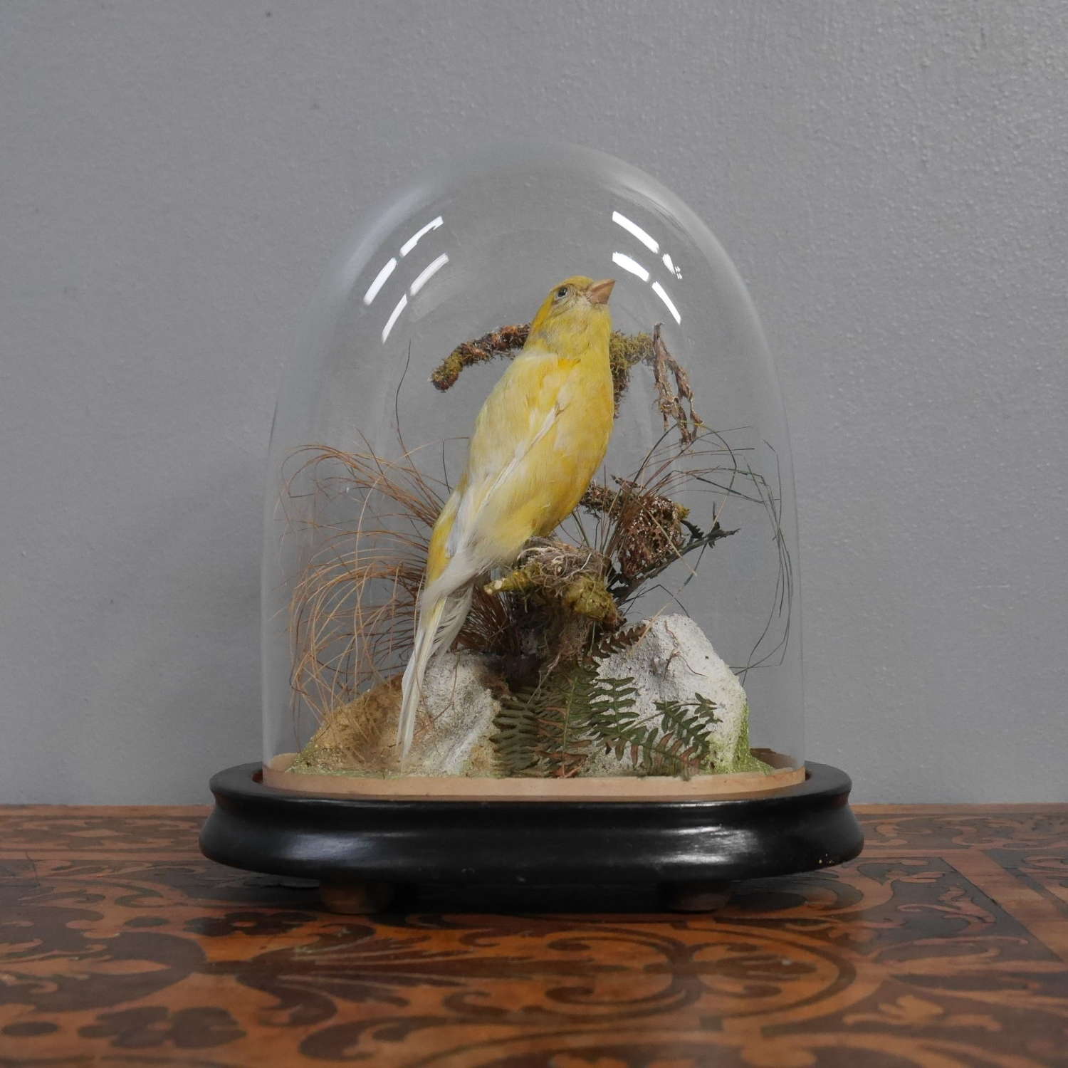 Domed Taxidermy Canary