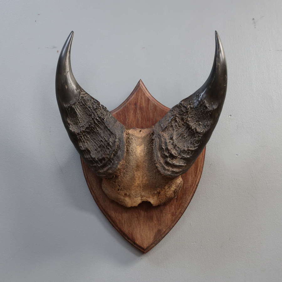 Taxidermy Buffalo Horns