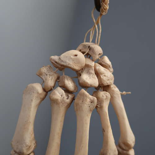 Articulated Medical Human Hand Specimen