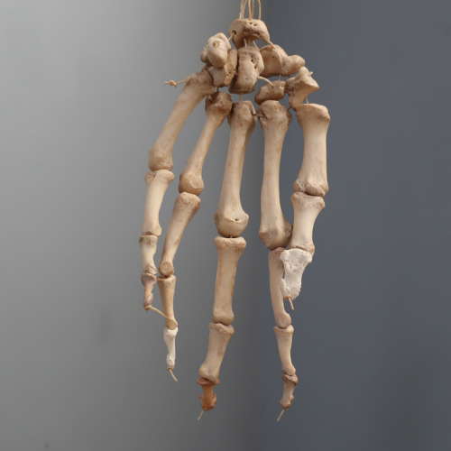 Articulated Medical Human Hand Specimen