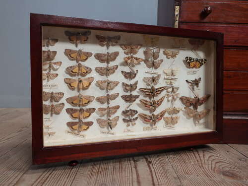 Entomology Collection Of Butterflies & Moths