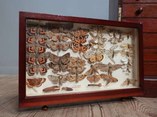 Entomology Collection Of Butterflies & Moths