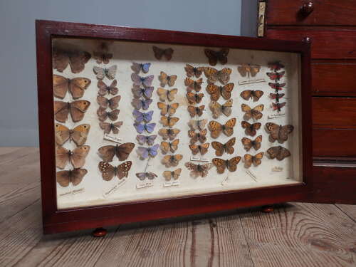 Entomology Collection Of Butterflies & Moths