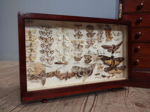 Entomology Collection Of Butterflies & Moths