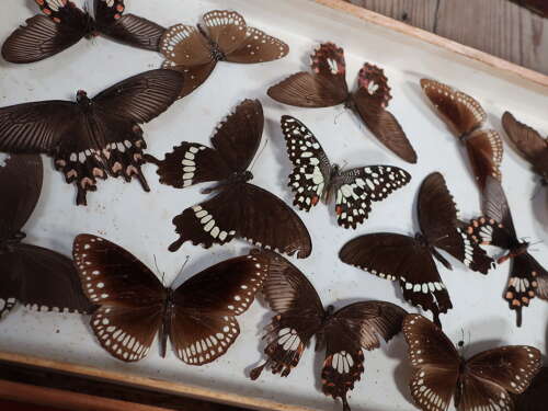 Entomology Collection Of Butterflies & Moths