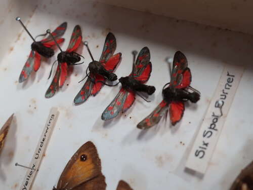 Entomology Collection Of Butterflies & Moths