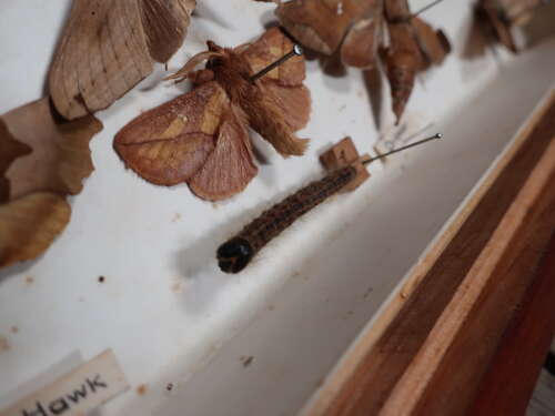 Entomology Collection Of Butterflies & Moths