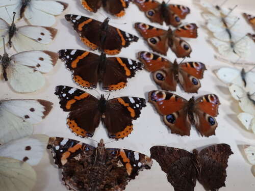 Entomology Collection Of Butterflies & Moths