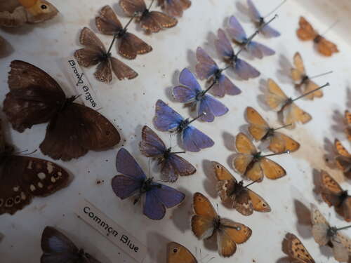 Entomology Collection Of Butterflies & Moths