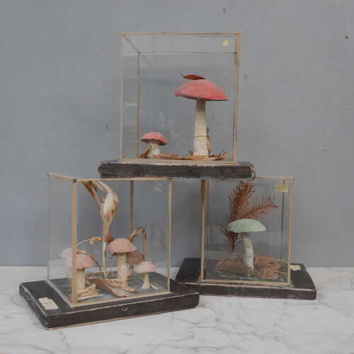 Shrooms