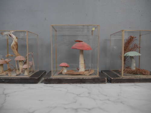 Shrooms