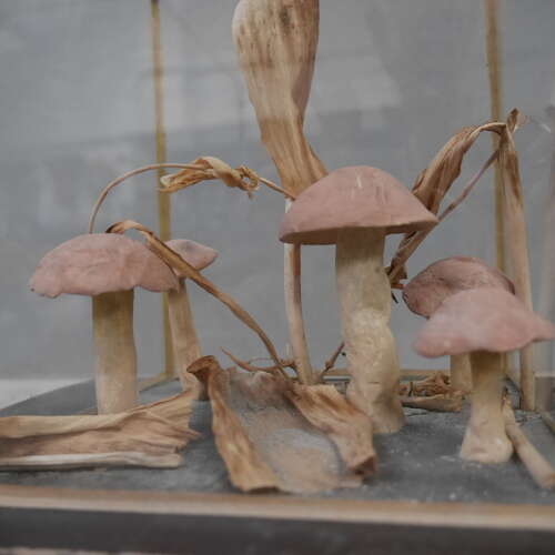 Shrooms