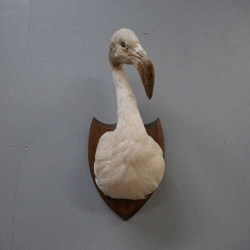 Taxidermy Flamingo Mask