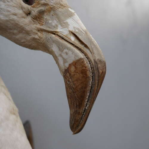Taxidermy Flamingo Mask