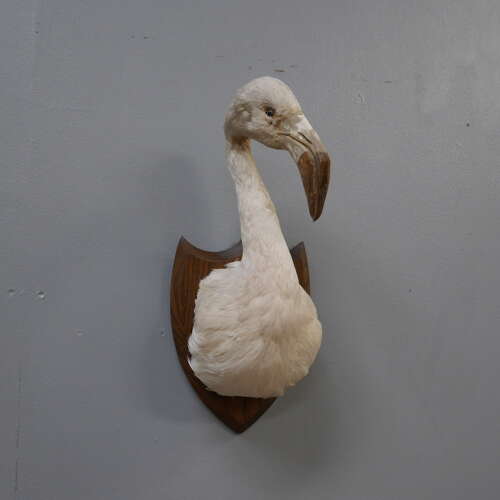 Taxidermy Flamingo Mask
