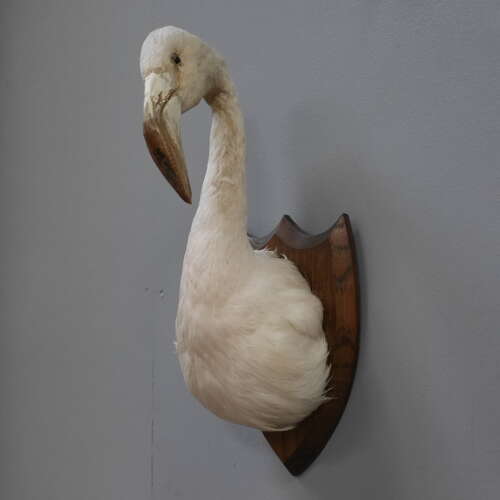 Taxidermy Flamingo Mask