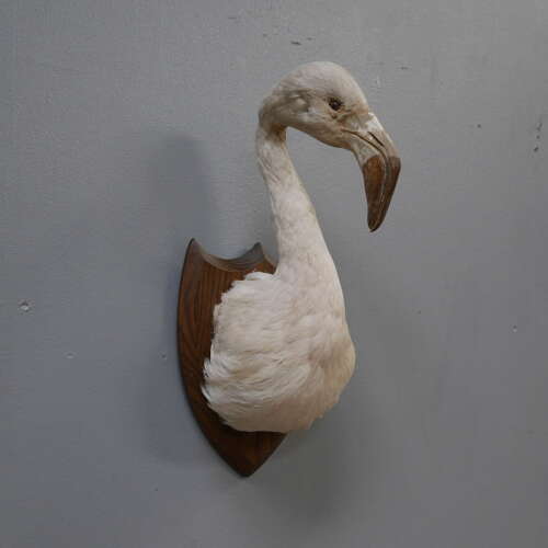 Taxidermy Flamingo Mask