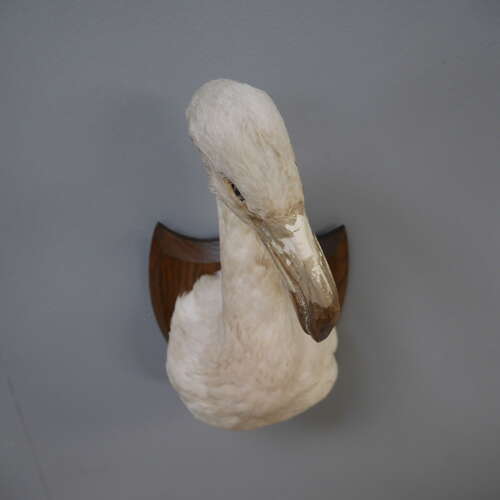Taxidermy Flamingo Mask