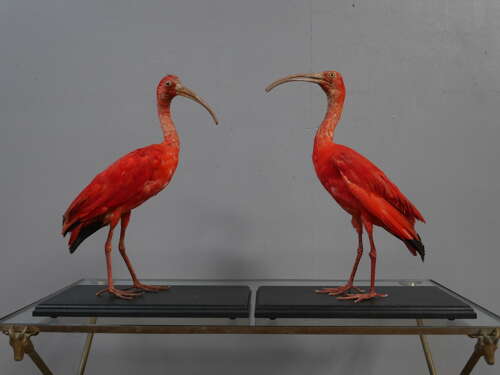 Pair of Cased Taxidermy Scarlet Ibis