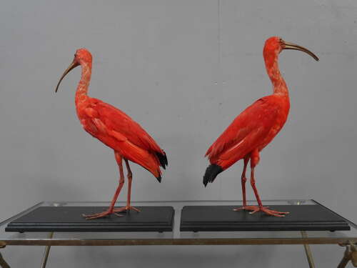 Pair of Cased Taxidermy Scarlet Ibis