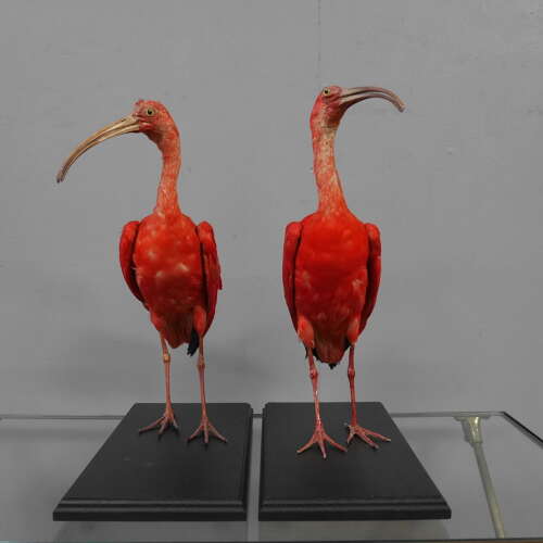 Pair of Cased Taxidermy Scarlet Ibis