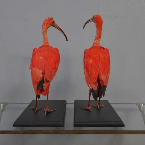 Pair of Cased Taxidermy Scarlet Ibis