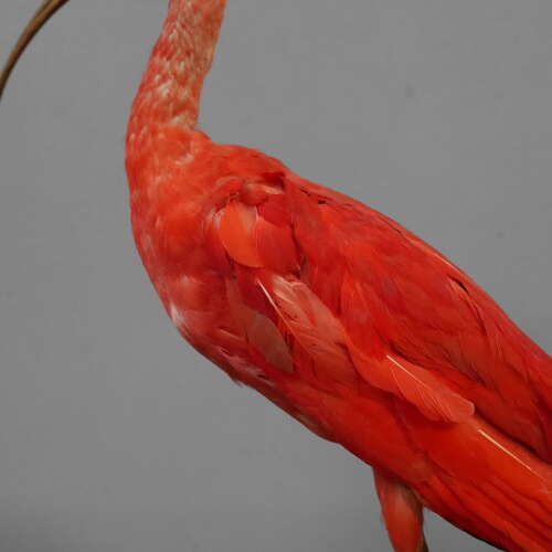 Pair of Cased Taxidermy Scarlet Ibis