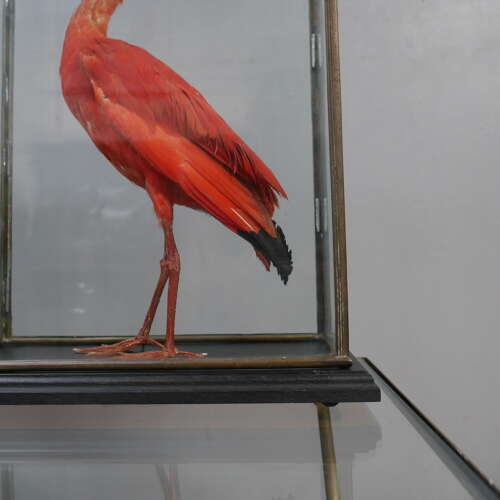 Pair of Cased Taxidermy Scarlet Ibis