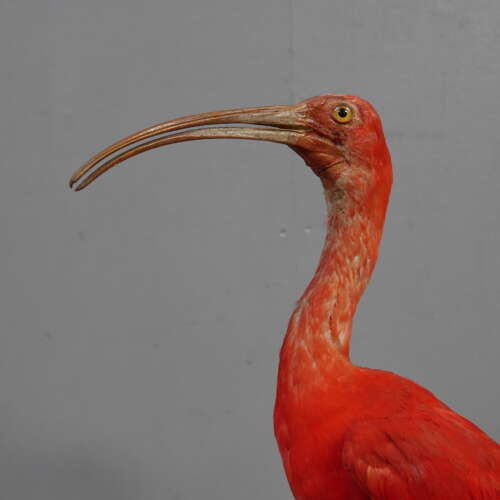 Pair of Cased Taxidermy Scarlet Ibis