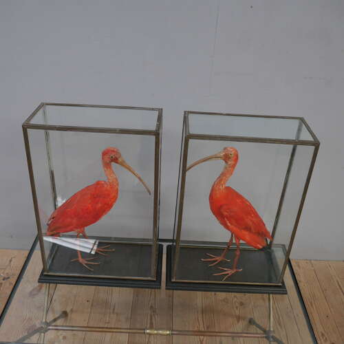 Pair of Cased Taxidermy Scarlet Ibis