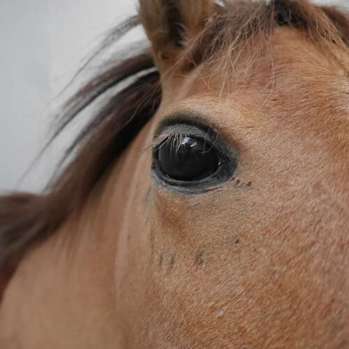 Taxidermy Horse Head