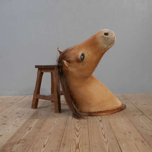 Taxidermy Horse Head