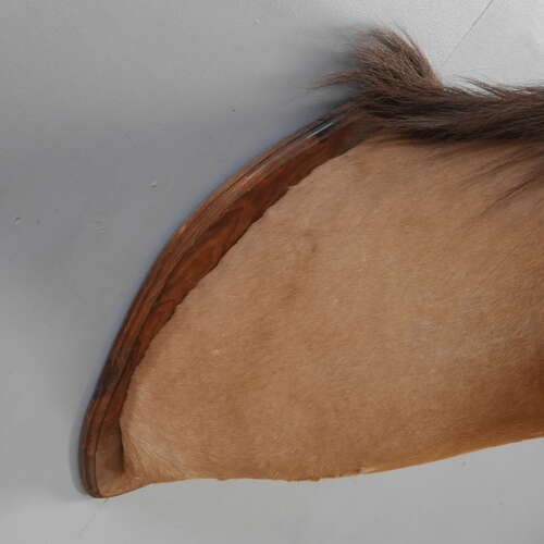 Taxidermy Horse Head