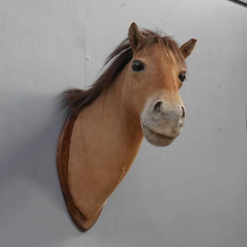 Taxidermy Horse Head