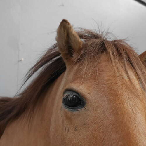 Taxidermy Horse Head