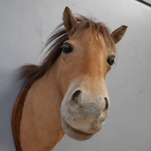 Taxidermy Horse Head