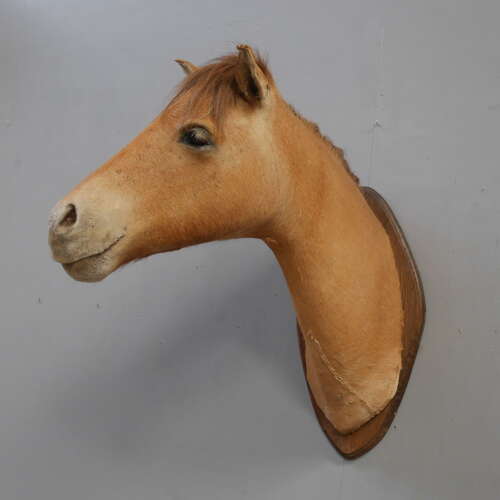 Taxidermy Horse Head
